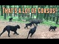 We now have how many Cane Corsos at the Homestead?!