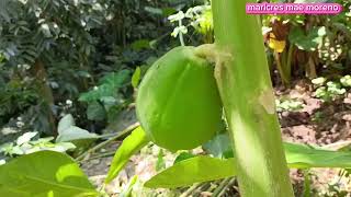 nagdidilig ng bagong tanim na gulay at harvest again / maricres mae moreno