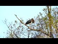 迷鳥のナベコウが和歌山の池に