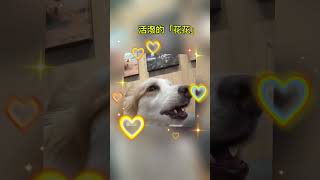 #寵物友善 可以帶狗狗去的咖啡廳🍽️ #台北美食 #cutedog #bordercollie #poodle #貴賓狗茶嚕的吃喝玩樂