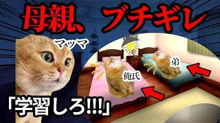 お母さんが本気でキレる瞬間まとめてみたwww #猫ミーム #猫マニ