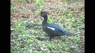 (Cairina moschata) Muscovy duck/Pato-do-mato