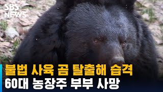 불법 사육 곰 탈출해 습격…60대 농장주 부부 사망 / SBS