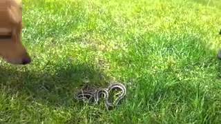 Dachshunds vs gardener snake