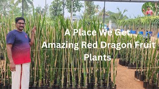 A Place We Get Amazing Red Dragon Fruit Plant