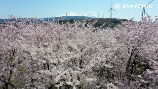 「桜✕日本海」コントラスト鮮やか　由利本荘市・浜館公園