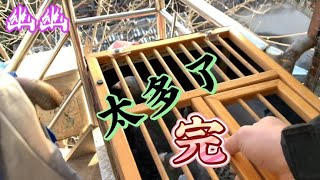 杨大哥家《杨大哥准备亲自操刀，祝杨大哥能飞个好成绩》完结