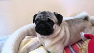 Maxim the pug shows \