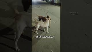 చూడు బాగా వాసనా #ytpets #comedy #funny #dogcomedy #dogentertainment #petcomedy #dogvideos