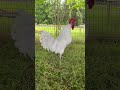 Funny rooster crowing sounds