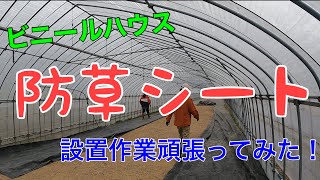 【しらおうえいのーちゃんねる】ビニールハウスの防草シート設置作業