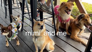 vlog【元保護犬ミミとの暮らし】山中湖へ旅行　ロッヂ花月園、Woofなどなど