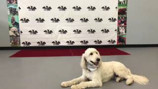Golden Doodle Max in Advanced Obedience Training