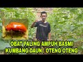 cara mengatasi hama oteng oteng pada tanaman mentimun