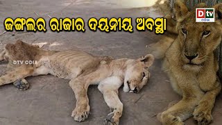 ଜଙ୍ଗଲର ରାଜାର ଦୟନୀୟ ଅବସ୍ଥା | odia news live updates #dtvodia