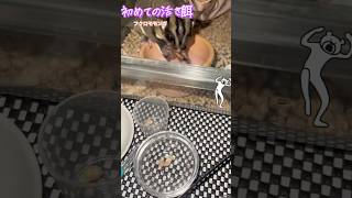 フクロモモンガのおやつ #sugarglider #かわいい #癒し #ペット #可愛い