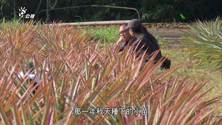 甜蜜鳳梨學程｜鳳梨養大的關廟青年返鄉種鳳梨 (我們的島 第709集 2013-06-03)