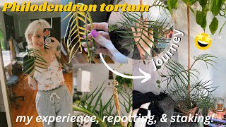 the story of my philodendron tortum 🌿 care tips + repot with me!