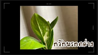 กวักมรกตด่าง | วิธีปลูกในห้องนอน ไม้มงคล