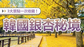 韓國銀杏好去處-3大人氣景點一次看！