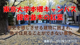 【2022年11月22日】東京大学本郷キャンパス「銀杏並木の紅葉」