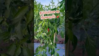 ปลูกพริกพันธุ์อะไรดี #พริกซุปเปอร์ฮอท40 #เกษตร #farming #harvest