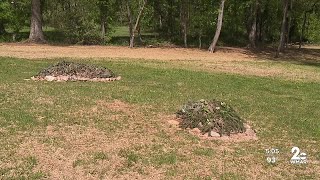 An In Focus look at green burials in Maryland