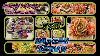 #쪼꼬다육 #57편#참한고급종12#succulent #다육식물 #多肉植物