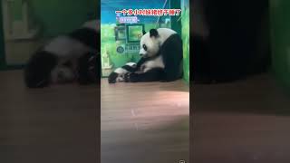 #大熊猫 #大熊猫萌萌 #大熊猫妹猪 #panda 萌萌辛苦啦！一个多小时妹猪才睡觉觉