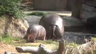 カバの親子【神戸市立王子動物園にて140930】Hippopotamus baby and mamma@Kobe Municipal Zoo(Oji Zoo)