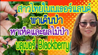 ชีวิตในฮอลแลนด์พาเดินป่าหาเห็ดหาผลไม้ป่า Blackberry บลูเบอร์รี่ในเขตเมืองBaarn ประเทศเนเธอร์แลนด์