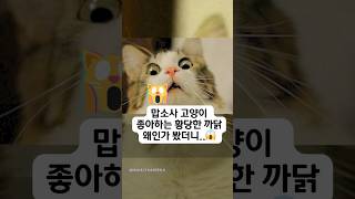 고양이를 더 좋아하는 이유 봤더니…#cat person #영어회화