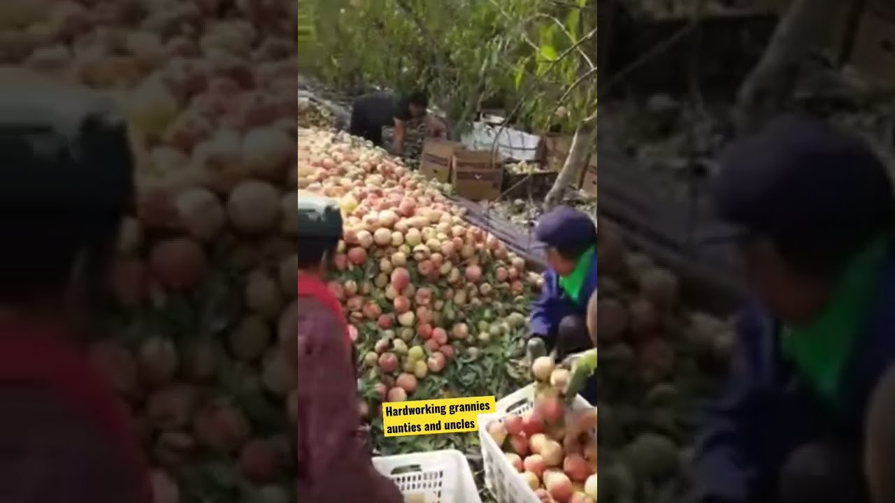 Aunties and Uncles pick and sort organic fruit #shorts, #food
