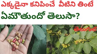 మనిషి దేహాన్ని వజ్రం లా మార్చే దివ్య ఔషదం ?#about pedda jama pandlu uses  health benifits#