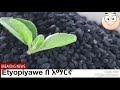 አስገራሚው የአላህ ድንቅ ፍጥረት ጥቁር አዝሙድ black seed