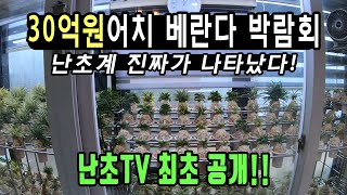 난초계 진짜가 나타났다!  30억원어치 베란다 박람회  난초tv최초 공개 !!  세계최고 구나