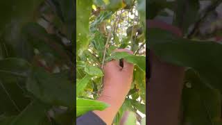 Picking Expensive Macadamia Nuts   | 16 January 2025 #farm #pucking #harvest #macadamia #nuts