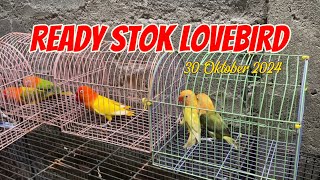 READY STOK LOVEBIRD APIK APIK 30 Okt 2024