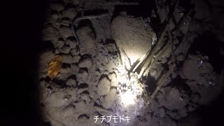 三重県で素潜り2025年1月1日(3箇所目・汽水域～淡水域)