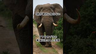 アフリカゾウの雑学 #動物雑学 #動物の雑学 #動物 #雑学 #アフリカゾウの雑学 #アフリカゾウ