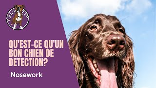 Qu'est-ce qu'un bon chien de détection?