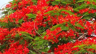 Krisnochura of Jahangirnagar University | কৃষ্ণচূড়া | Flame Tree