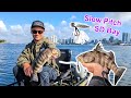 Fish on nearly EVERY CAST in San Diego Bay | Submission Fishing Co.