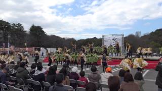 岐阜大学よさこいサークル騒屋　「紡ぐ」　浜松がんこ祭り2017 土曜浜松城公園A会場演舞