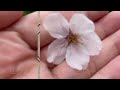 まだ間に合う！桜満開🌸スターバックスリザーブロースタリーでお花見 カフェ お花見 中目黒