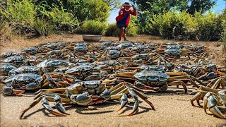 Wow wow amazing many crabs when dry water at field found a lot of eggs in hold sand for food today