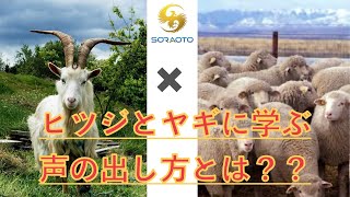 【ボイトレ】ヒツジとヤギの鳴き声の違いに学ぶ、喉の使い方で声を変えるコツとは？？