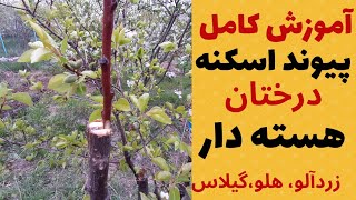 پیوند اسکنه _ آموزش کامل پیوند اسکنه درختان هسته دار _ بهترین زمان پیوند اسکنه