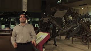 How do we know how extinct animals moved?