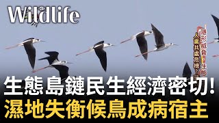 候鳥遷徙路線東亞到澳紐 遷徙飛行區域跨22國棲地猶如相連! 關鍵區域\